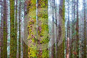 Trunks of pines in forest