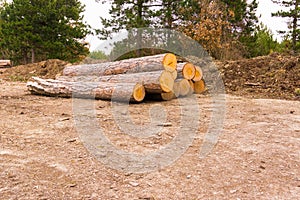 Trunks from a scot pine in the woods