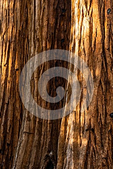 Trunks of Sequoia Trees in a row in the Parker Group