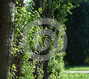 Trunks of several poplars in city sunny summer day