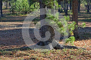 Trunks of Siberian pine in autumn in the grove