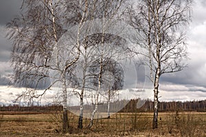 The trunks of silver birches on a blue sky.