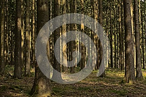 Trunks in a sunny pine forest in Ardennes