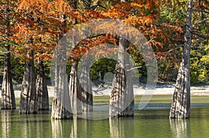 The trunks of swamp cypresses are completely unique in their beauty and texture. A group of cypress Taxodium distichum in a lake