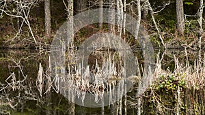 The trunks of tall decidious trees, reeds and dried grasses and their reflections in a pool of water photo