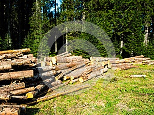 Trunks of trees cut in the forest