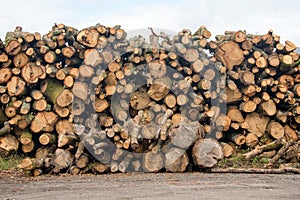 Trunks of trees cut and stacked. Timber industry, a woodpile of chopped lumber, wood logs storage