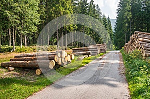 Trunks of trees with denoted tree trunk diameter