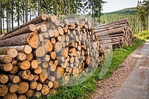 Trunks of trees with denoted tree trunk diameter