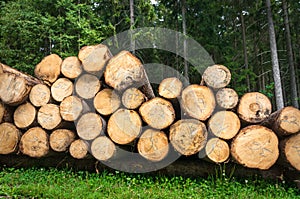 Trunks of trees with denoted tree trunk diameter