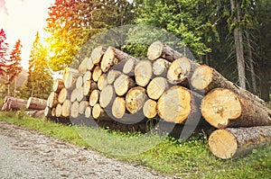 Trunks of trees with denoted tree trunk diameter