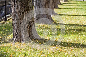 Trunks of trees in a morning sunlight park perspective view. Row of old big trees in a city park on lawn with green grass and fall