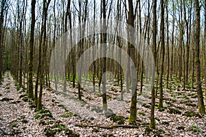 Trunks of a trees, overgrown with green moss on the north side, against the background of a forest with sparse trees, Hessen,