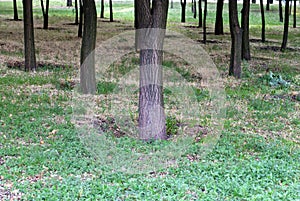 Trunks of trees in the park, on a background of green grass, a group of trees