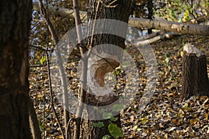 The trunks of trees in the park by the river are devoured by beavers.