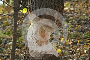 The trunks of trees in the park by the river are devoured by beavers.