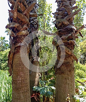 Trunks of two palm trees at Minotauro aviary. photo