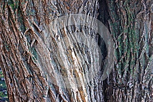 Trunks of two willow trees, close-up of bark