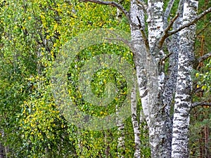 Trunks of yellowing birches in the autumn forest