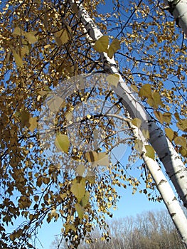 Trunks of young birches with yellow leaves against a background of a gradient blue autumn sky
