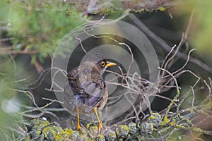 Trush bird in Falklands