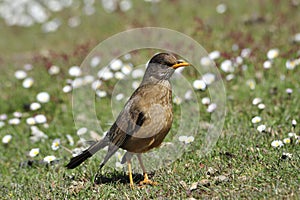 Trush bird in Falklands photo