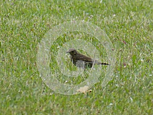 Trush bird in the green grass photo