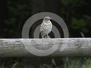 Trush bird sitting on a wood stalk