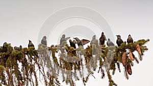 Trush birds sitting in a row photo