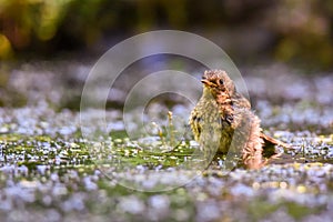 Trush taking a bath in a muddy pool