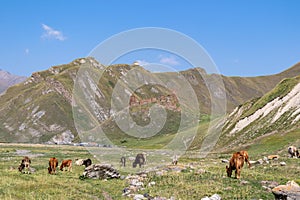 Truso Valley - A herd of cows grazing in the Truso valley, Georgia.