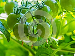 A truss of green tomatoes developing on a plant