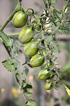 A Truss of Green Unripe Roma Tomatoes