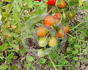 Truss of ripening tomatoes