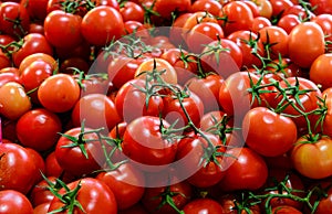 Truss tomatoes for sale