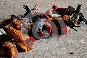 Trussed Live Chicken on Sale, Agadir Market Stall, Morocco