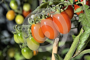 Trusses of Red and Green Roma Tomatoes