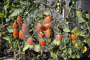 Trusses of Red and Green Roma Tomatoes