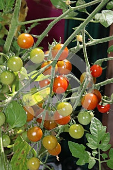 Trusses of ripening cherry tomatoes