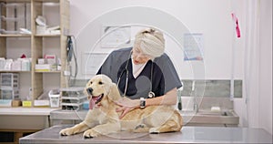 Trust, dog and woman or vet with stethoscope for the healthcare checkup or treatment of a pet. Doctor, medical and a