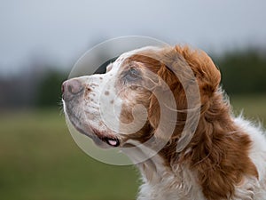 Trustful old Brittany Spaniel photo