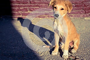 Trusting adult redhead puppy, sitting on the road, lit by the sun