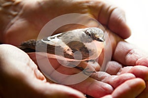 Trusting bird on palm of person