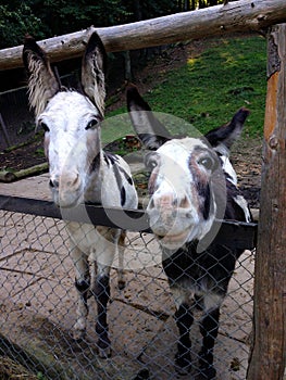 trusting donkeys in a small animal park