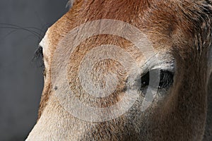 Trusting eyes of a cow in close-up