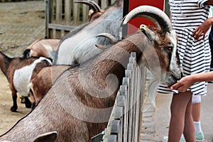 Trusting goat