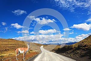 The trusting guanaco -  small camel