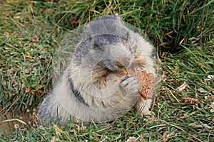 A trusting marmot eats bread, fed by tourists. Alpine marmot living in the wild.