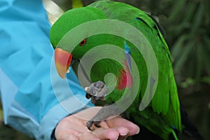Trusting red-winged parrot eating nuts