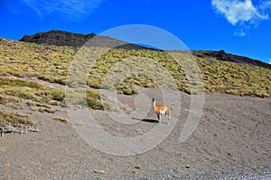 The trusting vicuna -  small camel